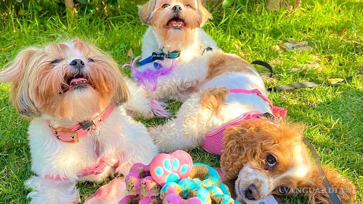 Saltillo: happy birth... ¿dog? Para pagarse estudios, joven vende pasteles para mascotas