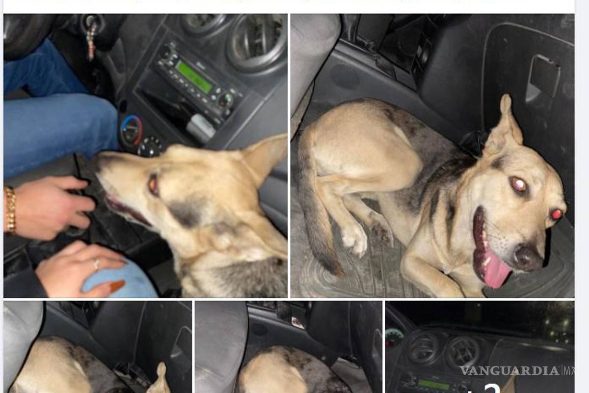 ¡Sin entender! Inicia Año Nuevo con perros extraviados y afectados por ruido de cohetes en Saltillo