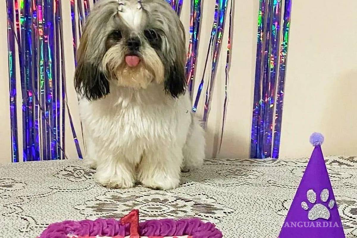 Saltillo: happy birth... ¿dog? Para pagarse estudios, joven vende pasteles para mascotas