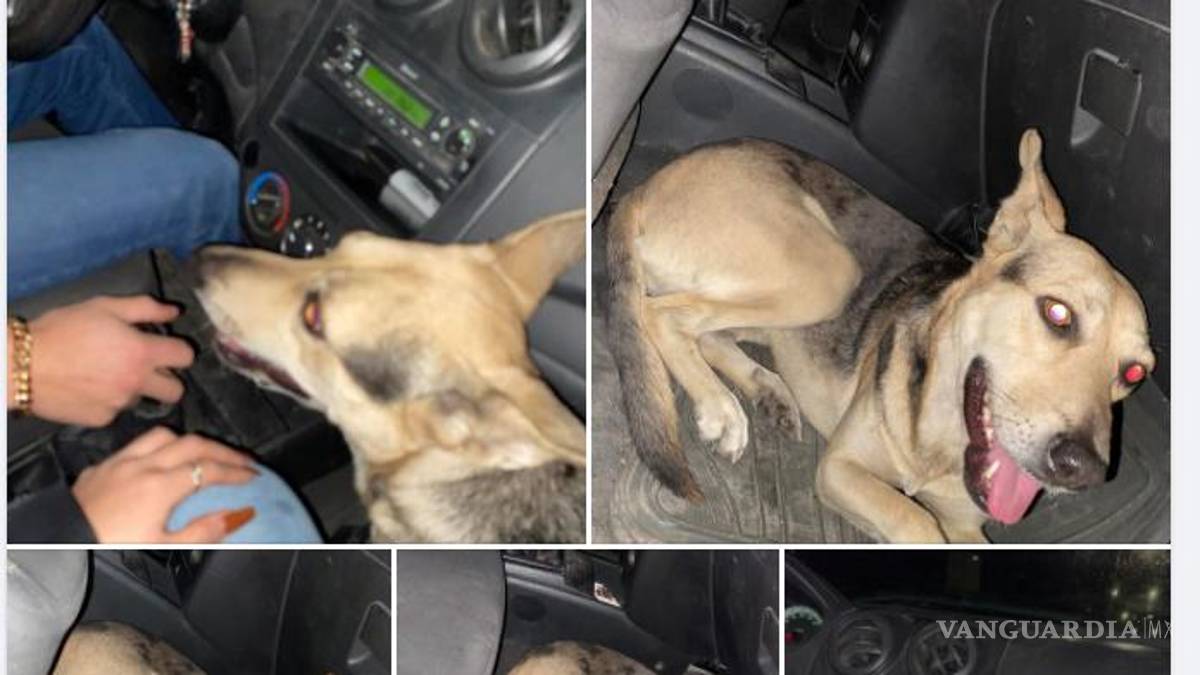 ¡Sin entender! Inicia Año Nuevo con perros extraviados y afectados por ruido de cohetes en Saltillo