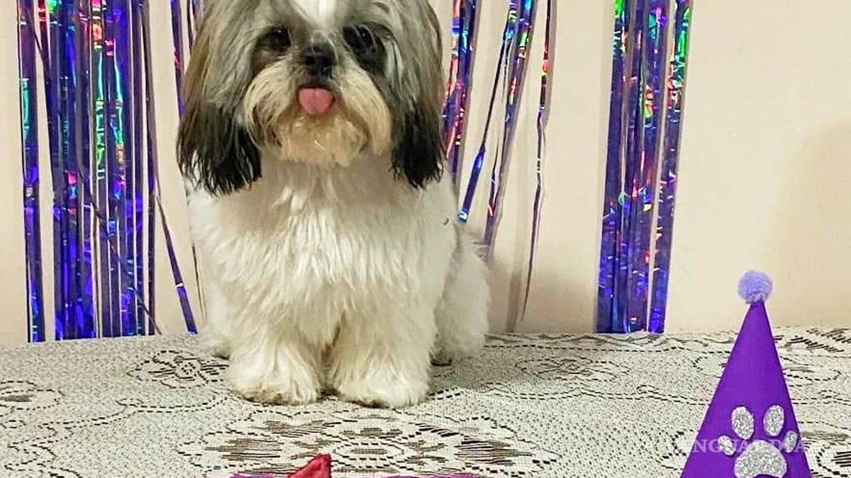 Saltillo: happy birth... ¿dog? Para pagarse estudios, joven vende pasteles para mascotas