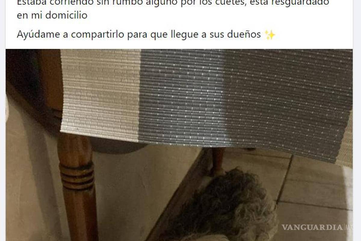 ¡Sin entender! Inicia Año Nuevo con perros extraviados y afectados por ruido de cohetes en Saltillo