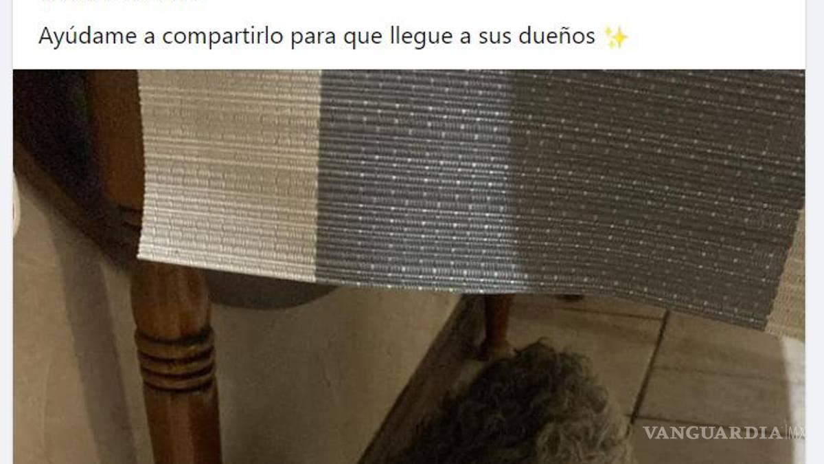 ¡Sin entender! Inicia Año Nuevo con perros extraviados y afectados por ruido de cohetes en Saltillo