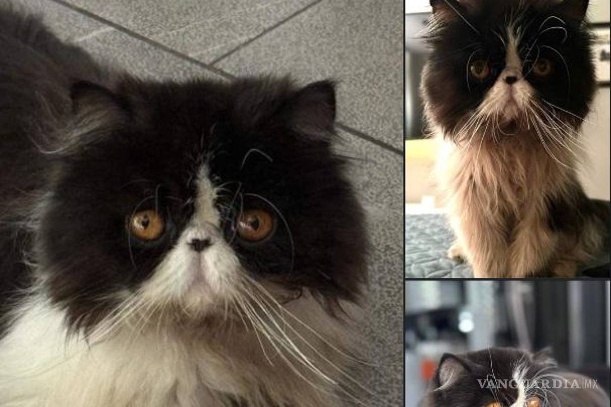 ¡Tranquilo Monclova!: Aparece Bruno, el gato persa perdido y los $20 mil tienen dueño
