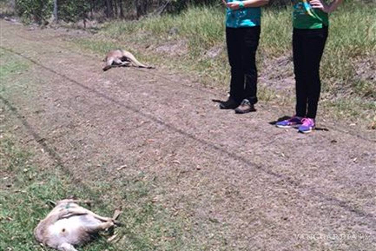 Australia: buscan a 'asesino serial' de canguros