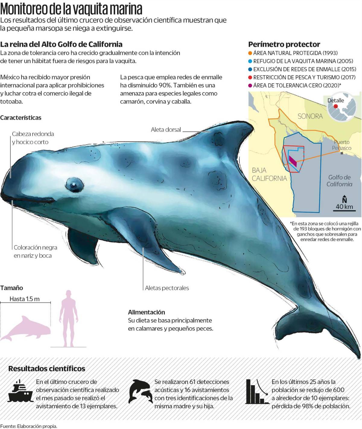 $!La vaquita marina es una especie endémica del Golfo de California y enfrenta una última oportunidad para no extinguirse.