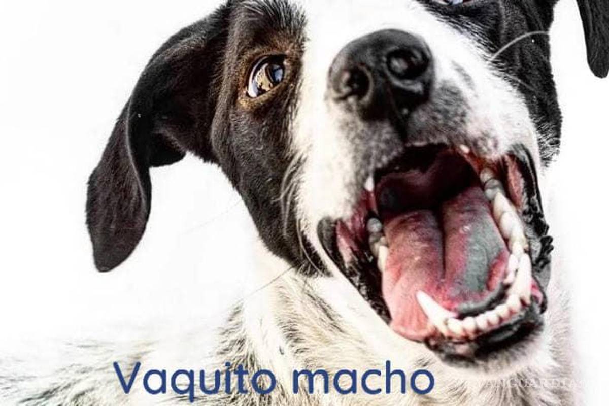 Saltillo: ¿has visto estos perritos? Asaltan a Fundación Lomitos al Rescate y varios se perdieron