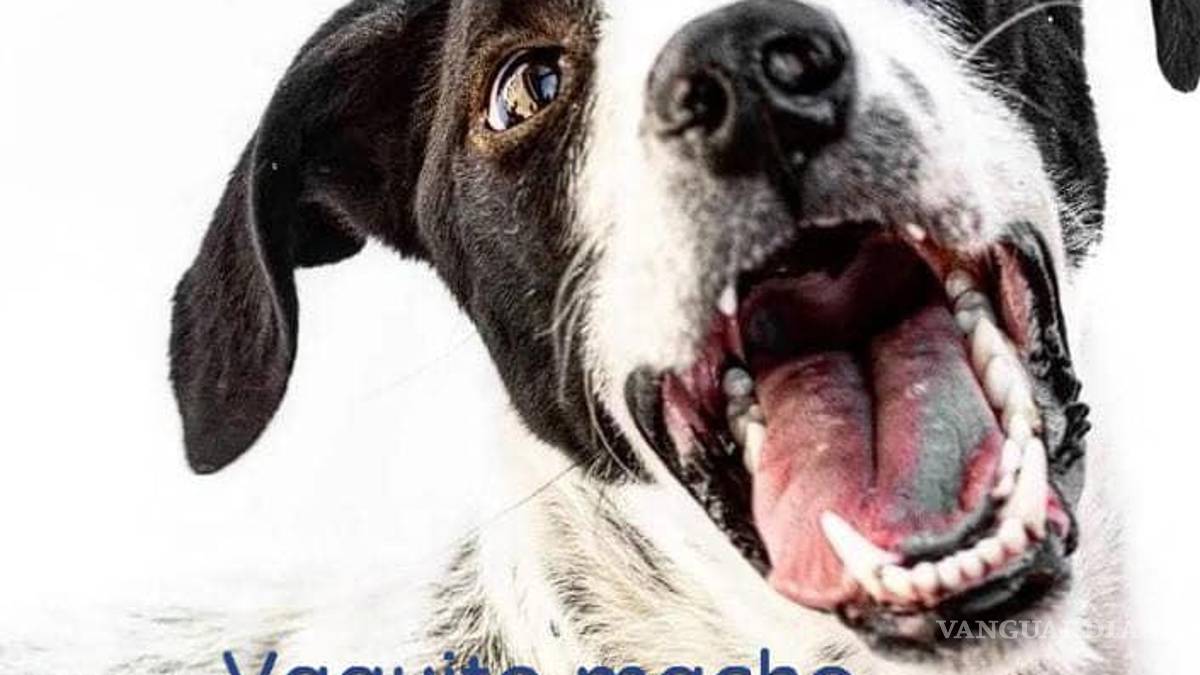 Saltillo: ¿has visto estos perritos? Asaltan a Fundación Lomitos al Rescate y varios se perdieron