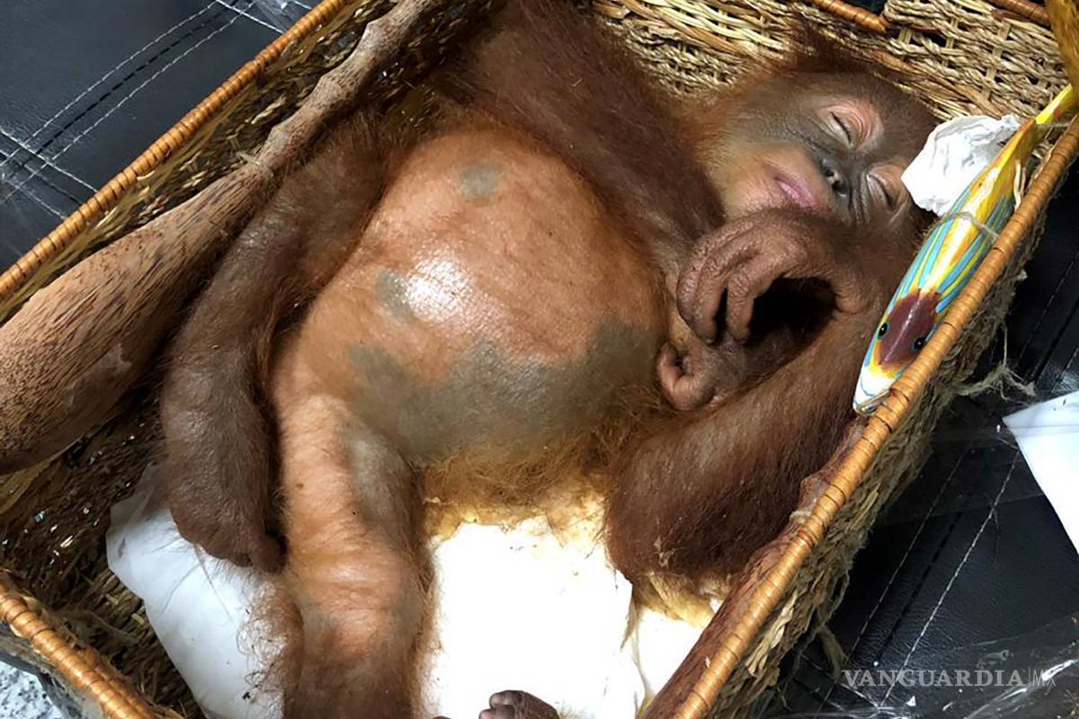 ¡Increible!, policía de indonesia descubre una cría de orangután en una maleta en el aeropuerto de Bali