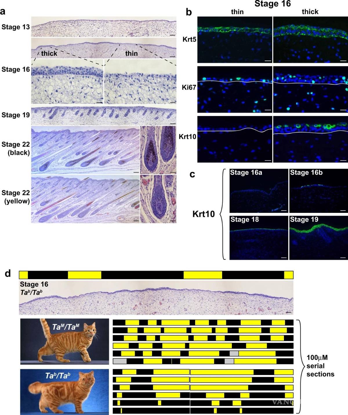 $!Gráfico del estudio del gen Dkk4 de HudsonAlpha, publicado en NATURE. EFE/HudsonAlpha