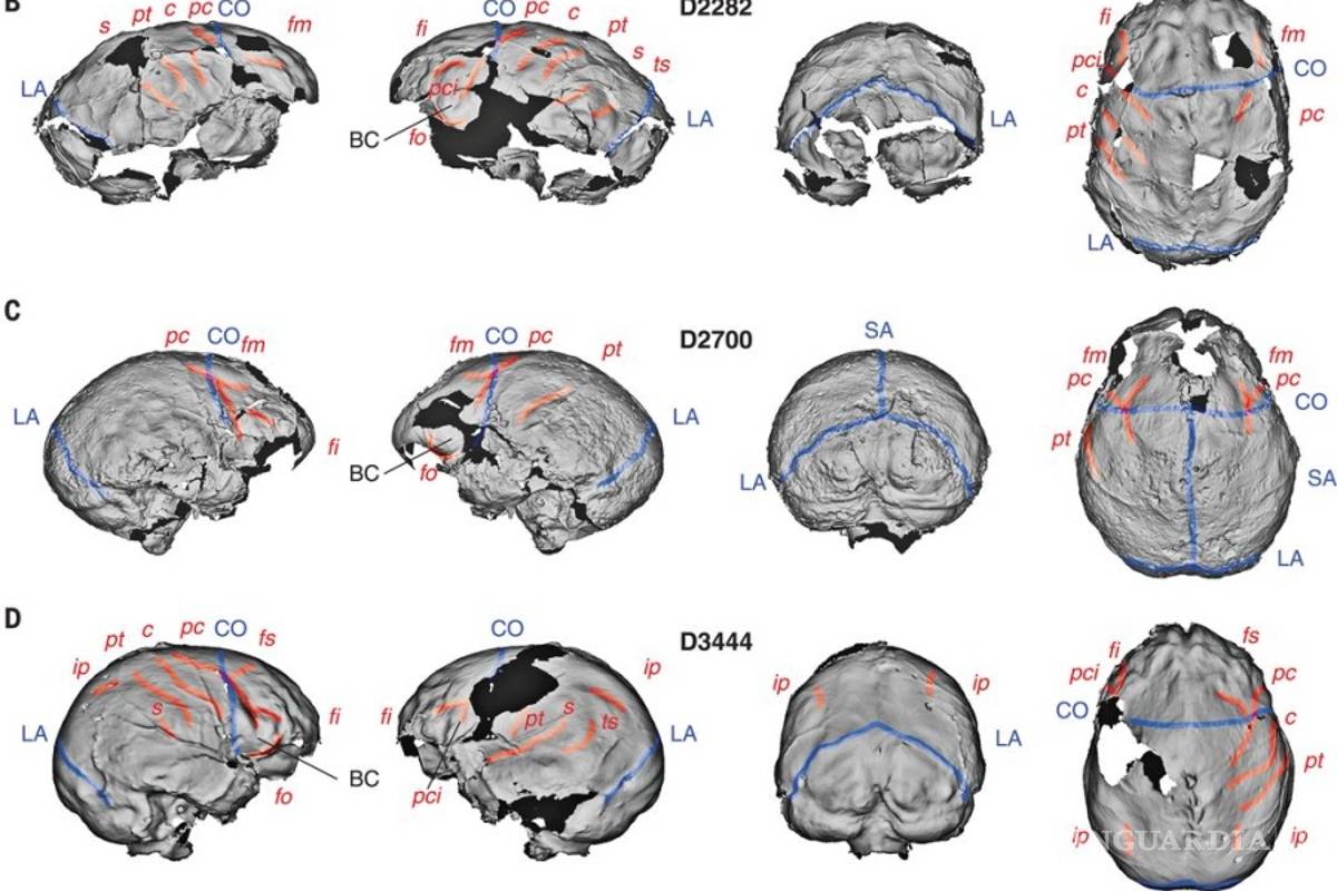 Nuestro cerebro logró su evolución en África hace unos 1.7 millones de años
