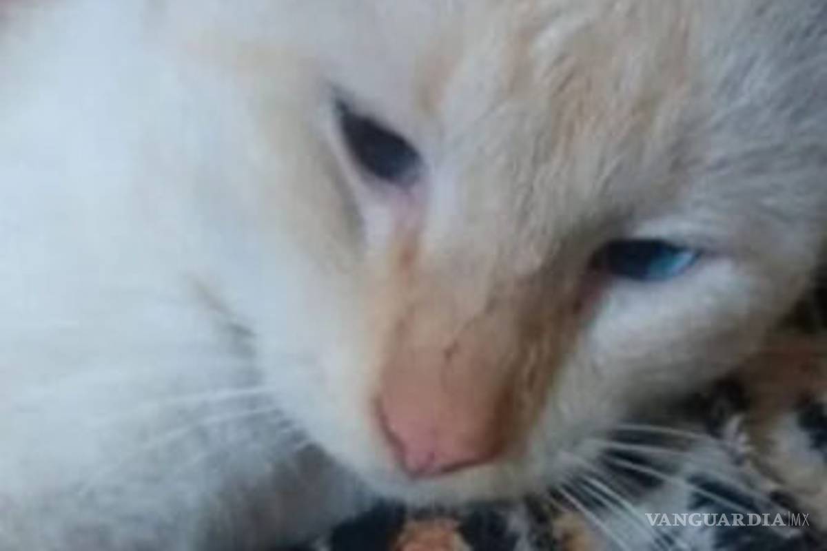 $!Vecinos matan mascotas de enfermera para que se vaya