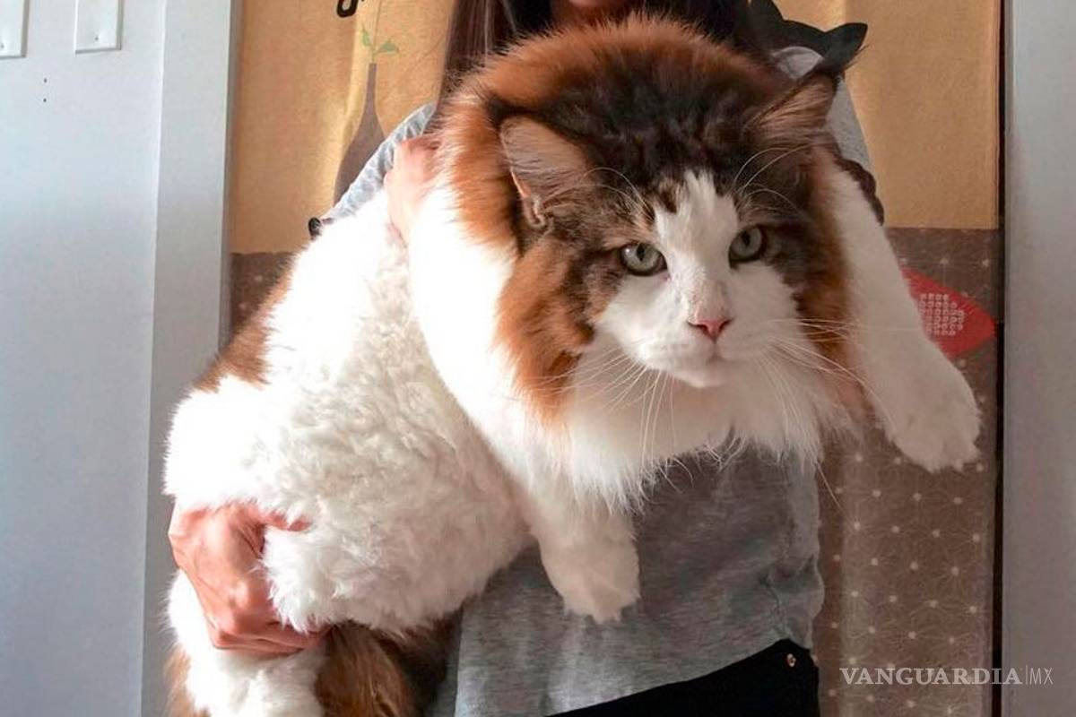 Este podría ser el gato más grande del mundo, mide casi metro y medio
