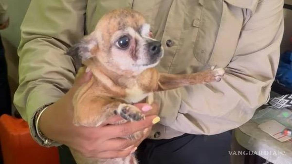 Rescatan en Nuevo León a 16 perros chihuahua que habitaban en condiciones insalubres