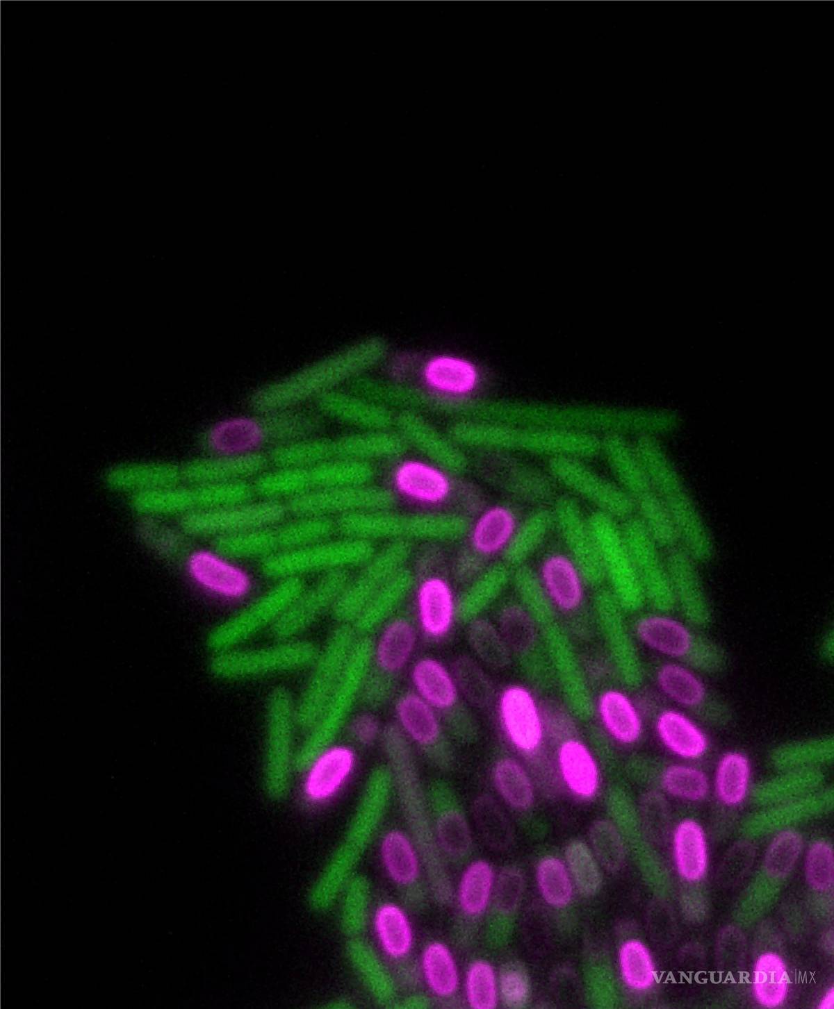 $!Los organismos multicelulares muestran patrones complejos durante el desarrollo.