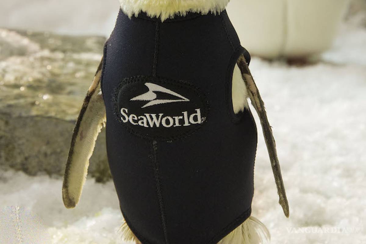 Una pingüino recupera plumaje gracias a un traje térmico