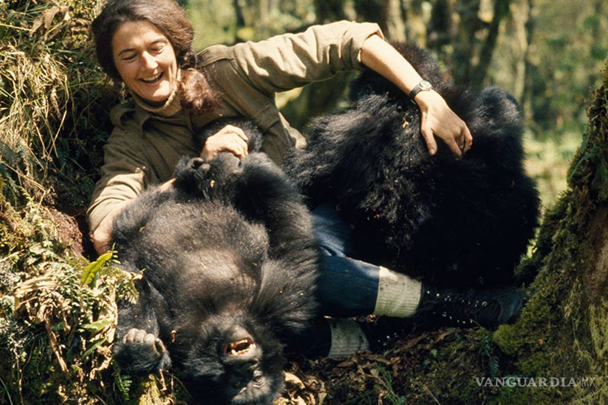 El extraño asesinato sin resolver de Dian Fossey, ‘la señora de los gorilas’