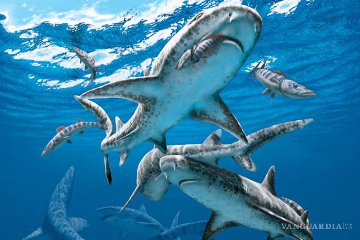 $!El asteroide que mató a los dinosaurios también extinguió a los tiburones