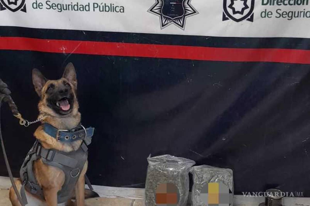 Escuadrón K9 de la Policía de Torreón, asegura droga en empresa de mensajería