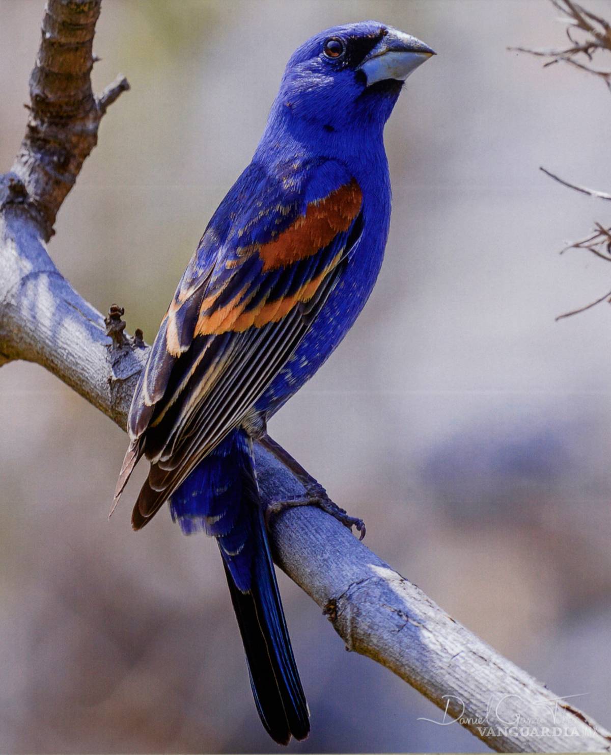$!Muestra 'Aves de México' evidencia el colorido mosaico que esta especie crea en nuestro país
