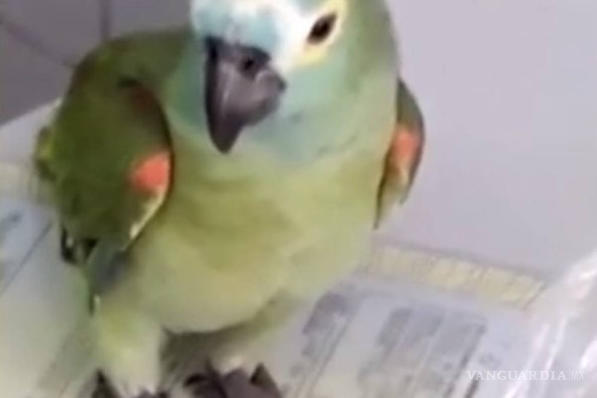 Detienen a un loro &quot;narco&quot; en Brasil