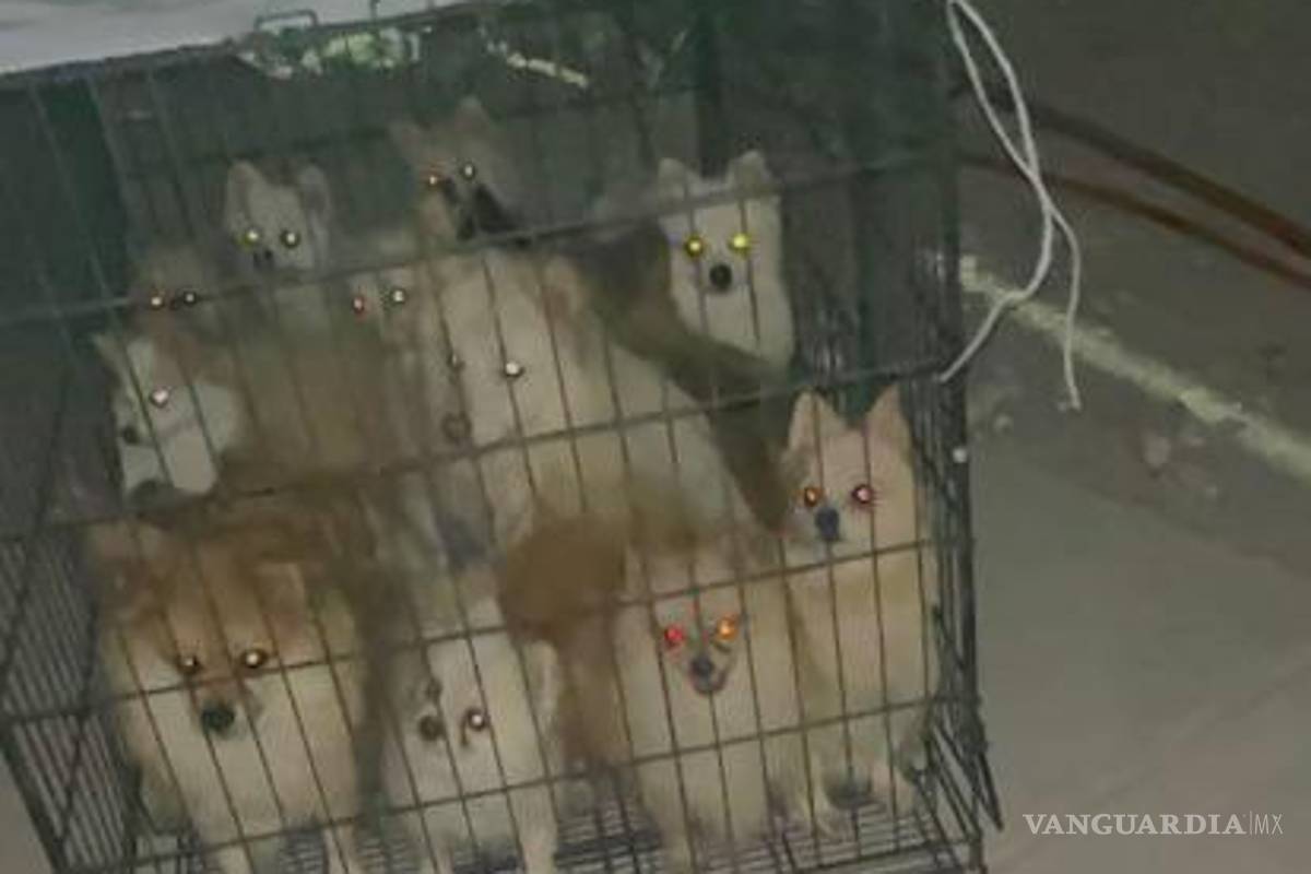 Rescatan a 43 perritos pomerianos en Monterrey; eran comercializados ilegalmente