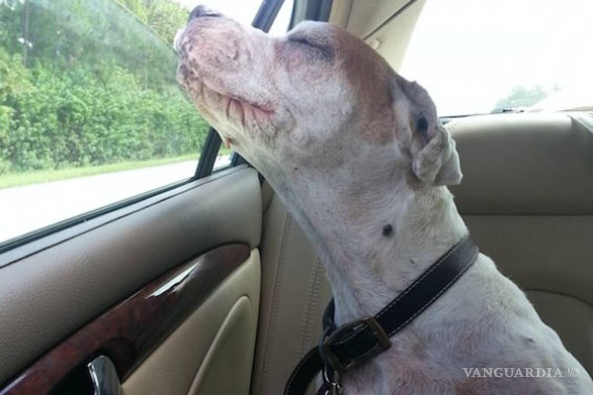 Joven fotografía la paz de su perra antes de ser sacrificada
