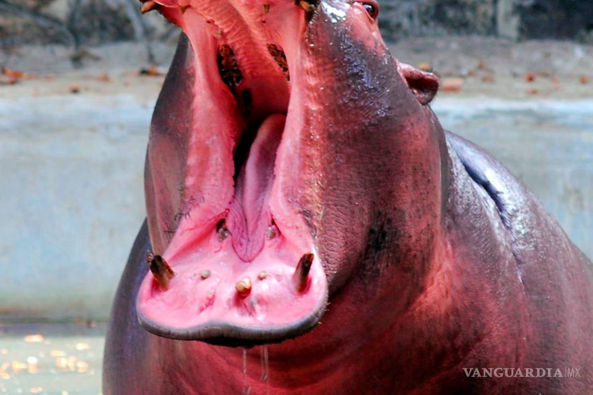 Un tiburón que vive 400 años y otras curiosidades que parecen un cuento, pero son verídicas