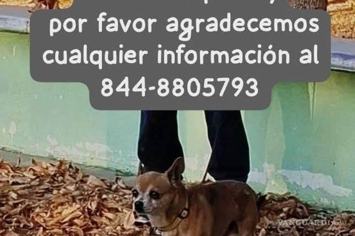 $!Algunos de los animales fueron localizados aún con collar o correa, lo que evidencia que huyeron de sus hogares debido al miedo generado por el ruido de los fuegos artificiales.