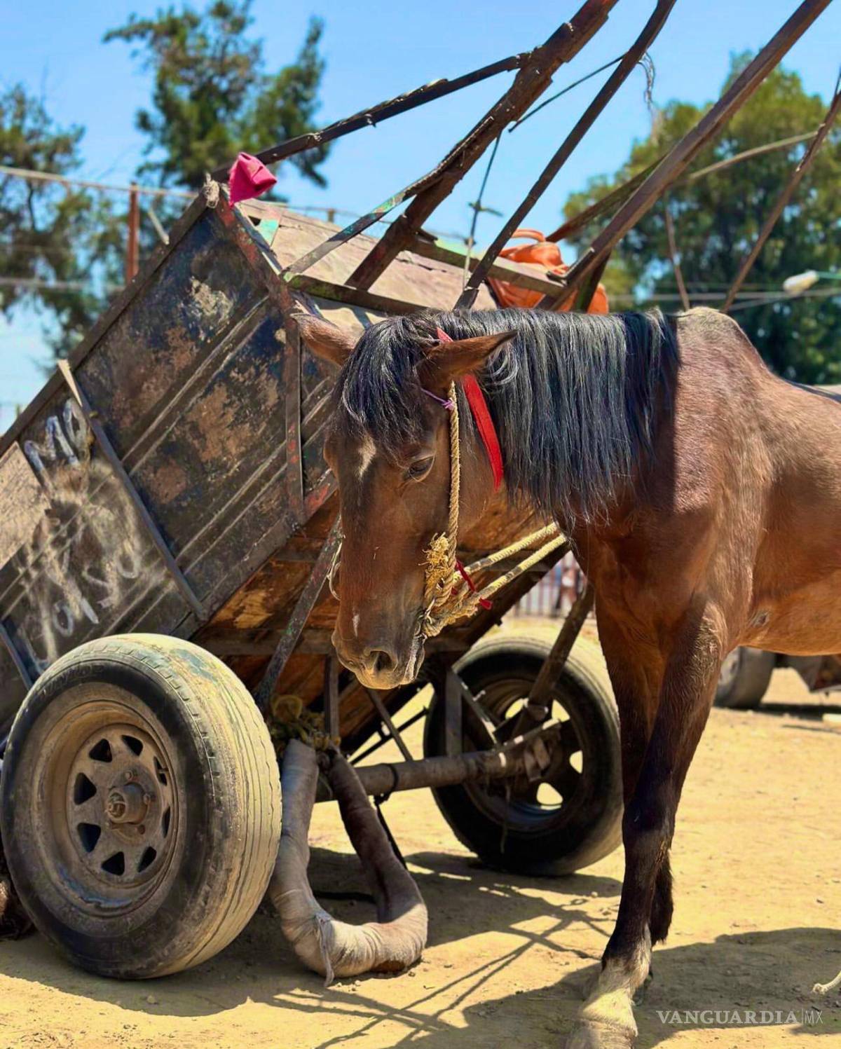 $!Carro de tracción animal utilizado por “carretoneros”, quienes operan sin regulación adecuada.