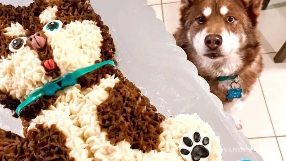 Saltillo: happy birth... ¿dog? Para pagarse estudios, joven vende pasteles para mascotas