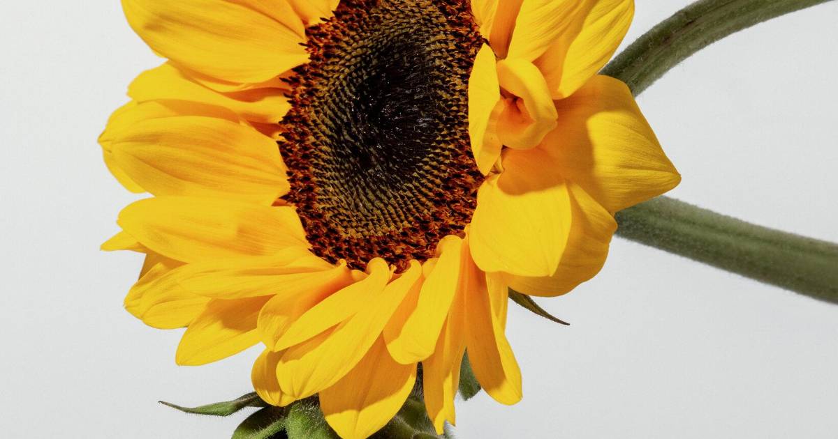 ¿Cuáles son los beneficios del sol para la salud?