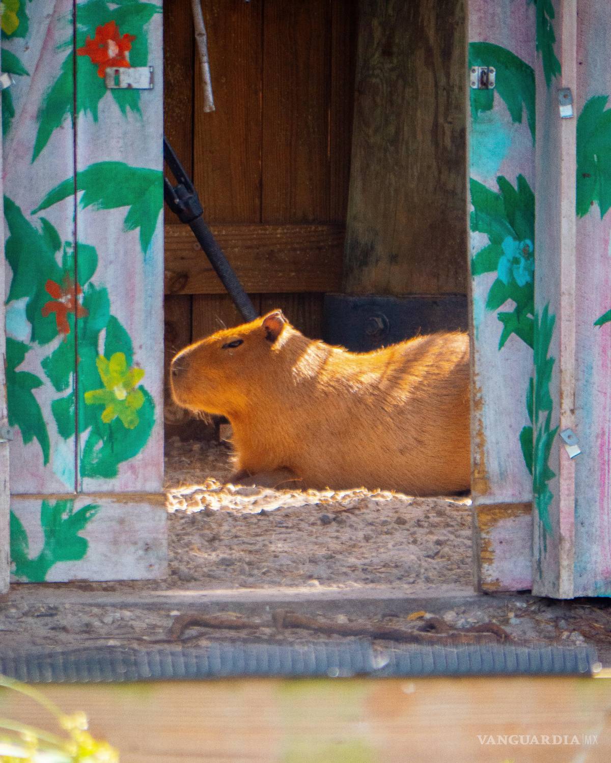 $!Dónde ver capibaras en Semana Santa: en estos lugares de México puedes acariciarlos y convivir con ellos