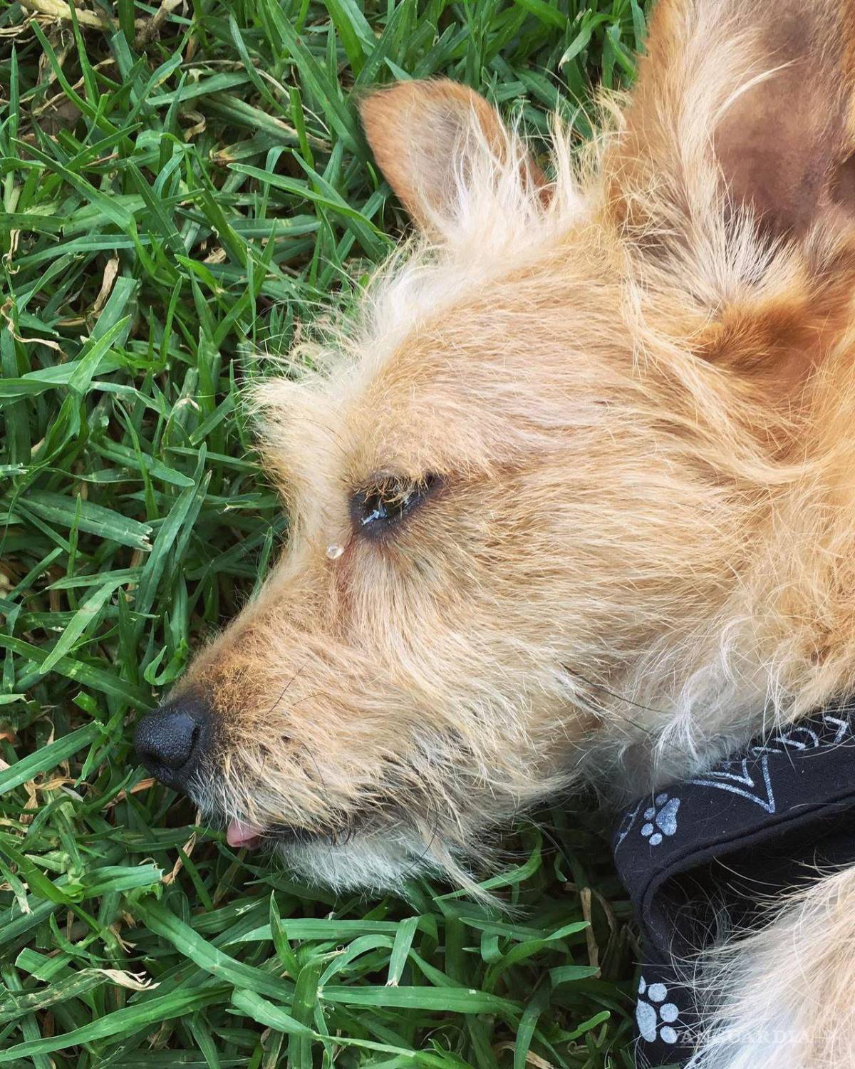 $!La familia ofrece recompensa por su localización y agradece la colaboración de los ciudadanos para devolverlo a casa.