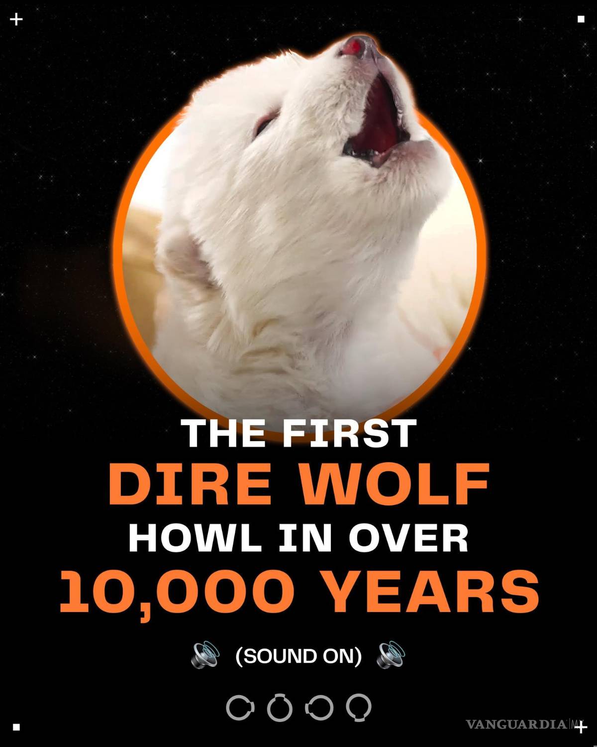 $!Uno de los dos lobos terrible devueltos a la vida por la empresa Colossal Biosciences.