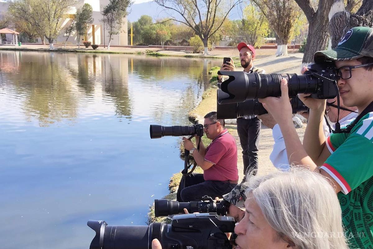 $!Integrantes del Club de Observadores de Aves de Saltillo del Museo de las Aves de México realizaron el registro del avistamiento.