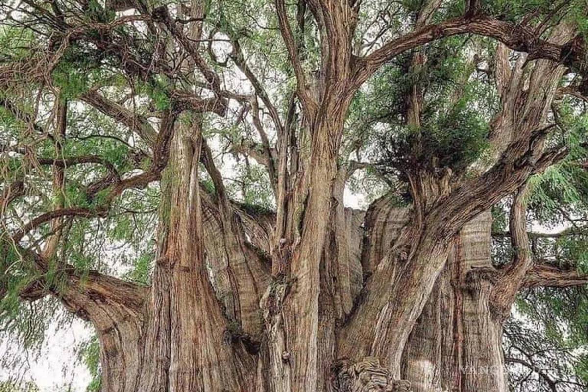 Caminos del caminante