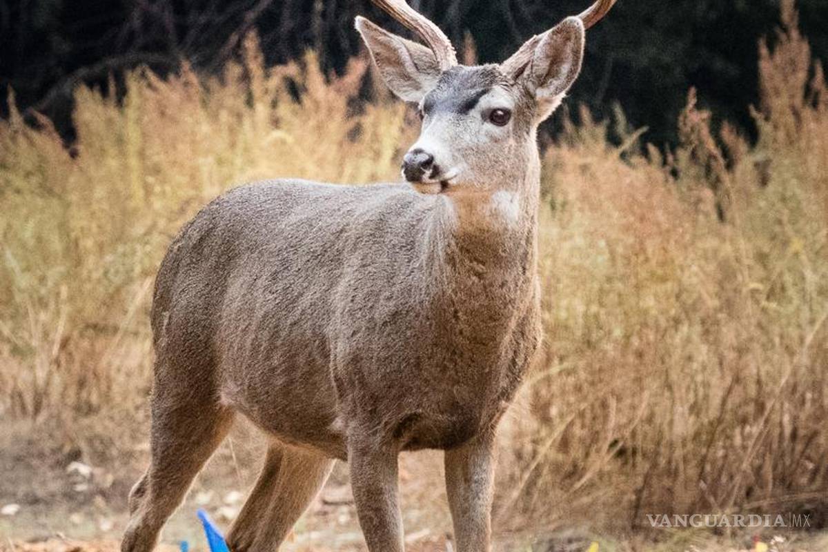 El norte de Coahuila, el más atractivo para la caza del venado