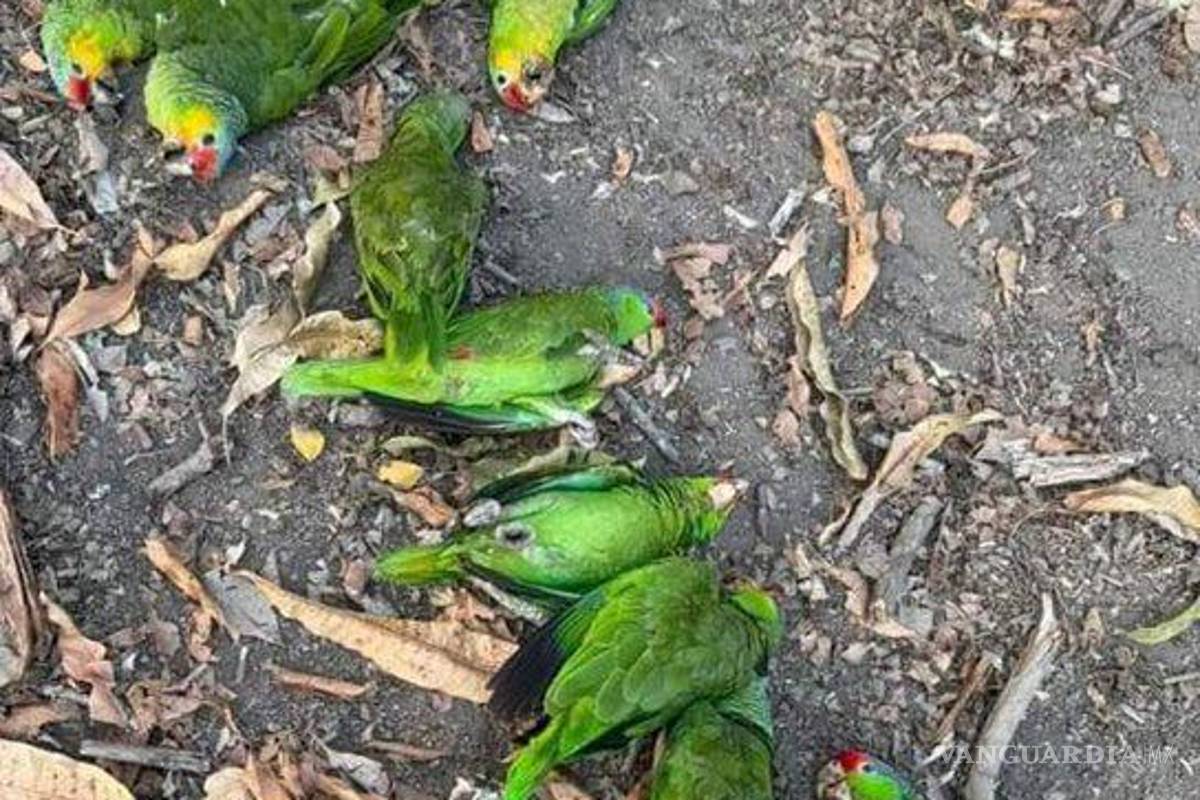 Ola de calor afecta a aves en la Huasteca Potosina y Tamaulipas: presentan síntomas de deshidratación