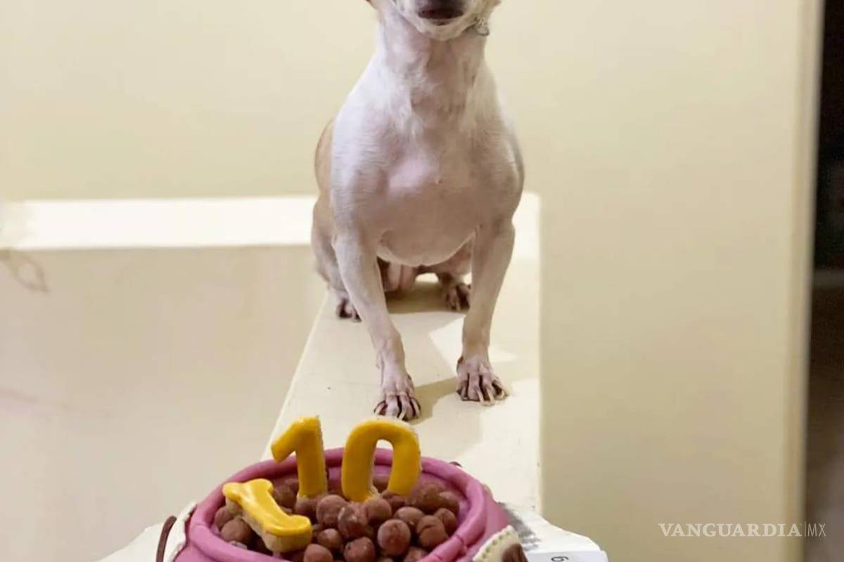 Saltillo: happy birth... ¿dog? Para pagarse estudios, joven vende pasteles para mascotas