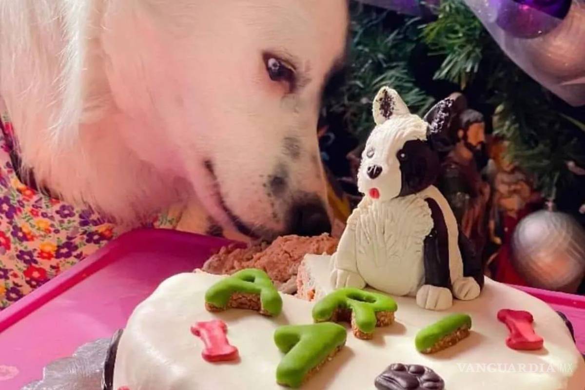 Saltillo: happy birth... ¿dog? Para pagarse estudios, joven vende pasteles para mascotas