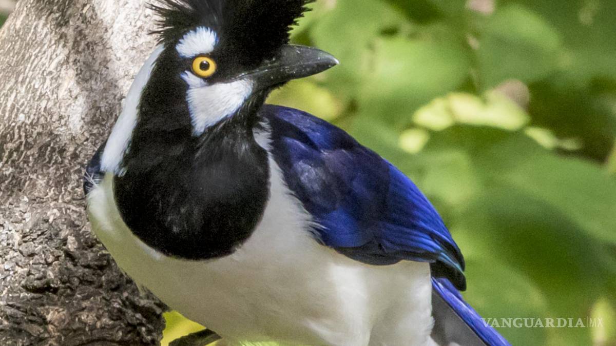 Daniel Garza Tobón, biólogo saltillense quien tiene la delantera nacional en avistamientos de aves