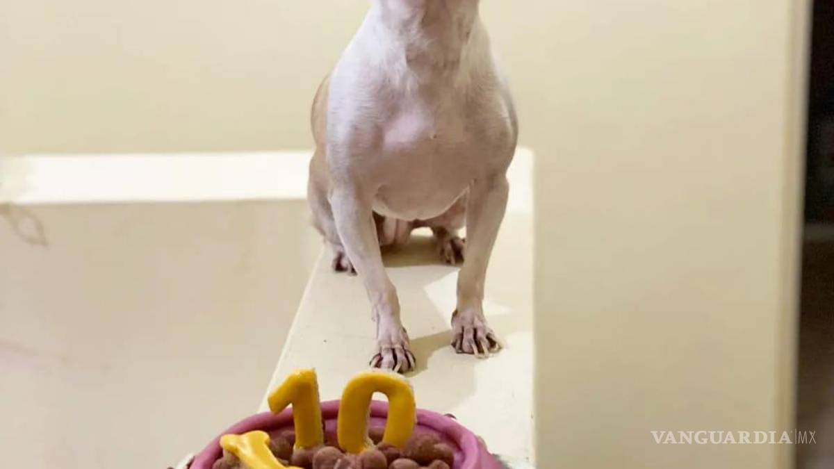 Saltillo: happy birth... ¿dog? Para pagarse estudios, joven vende pasteles para mascotas