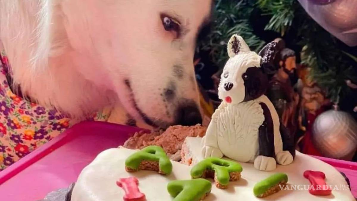Saltillo: happy birth... ¿dog? Para pagarse estudios, joven vende pasteles para mascotas