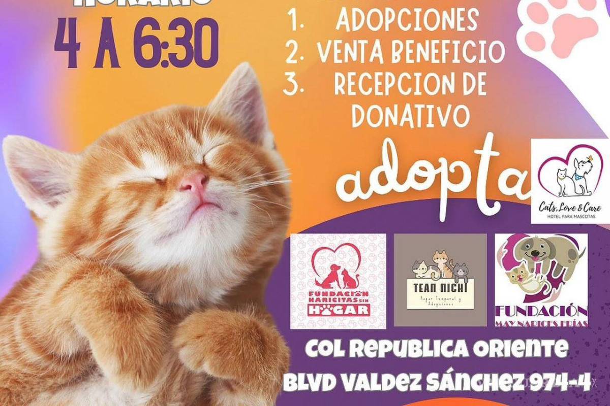 Amor gatuno: este sábado celebrarán el Día del michi en Saltillo