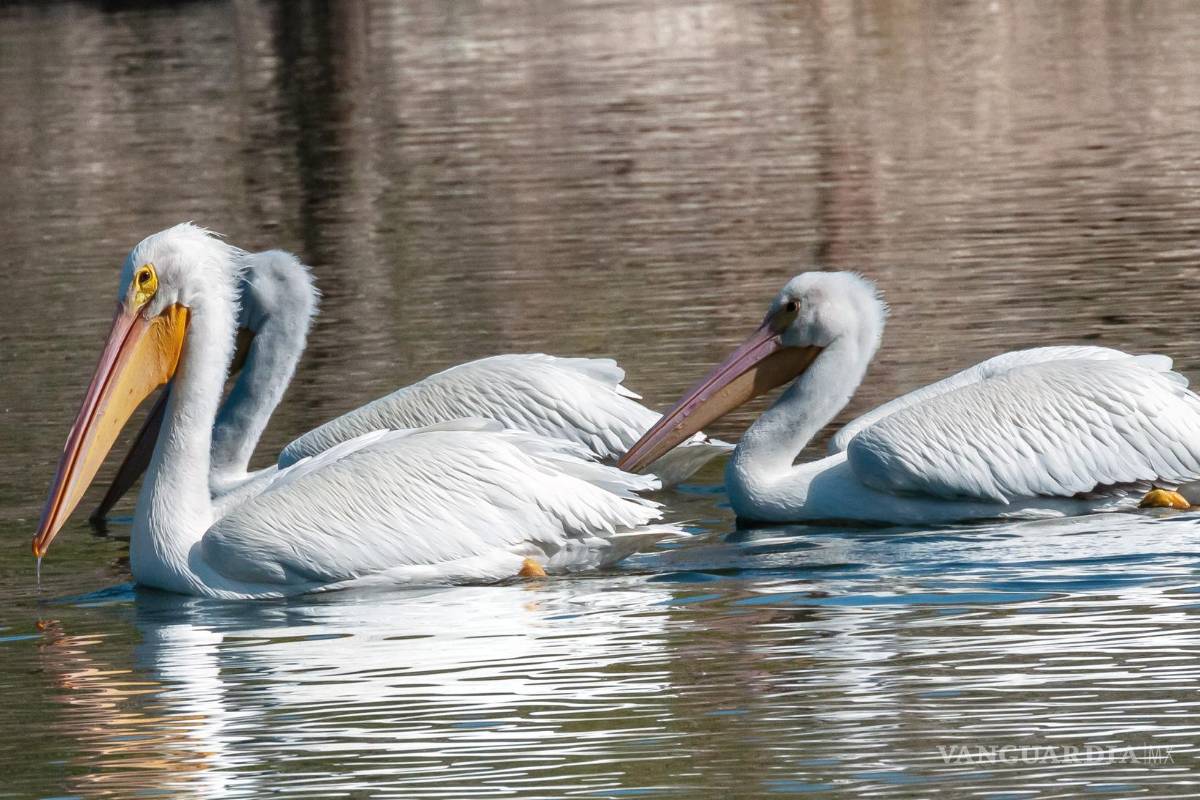 $!La presencia de pelícanos blancos refuerza la importancia del cuidado ciudadano para mantener este espacio como santuario de vida silvestre.