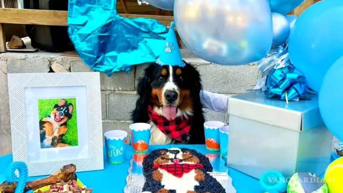 Saltillo: happy birth... ¿dog? Para pagarse estudios, joven vende pasteles para mascotas