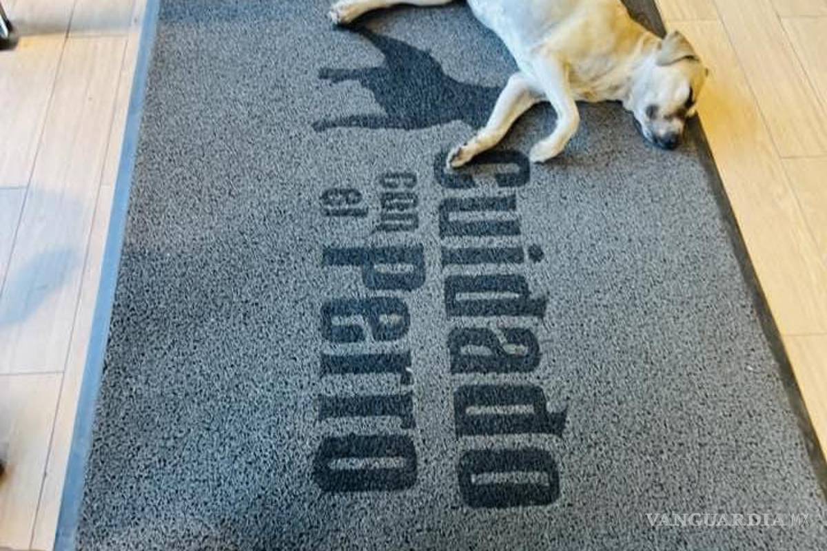 $!Perritos descansan en interior de tienda de ropa en México. Fotografías se vuelven virales en redes sociales.