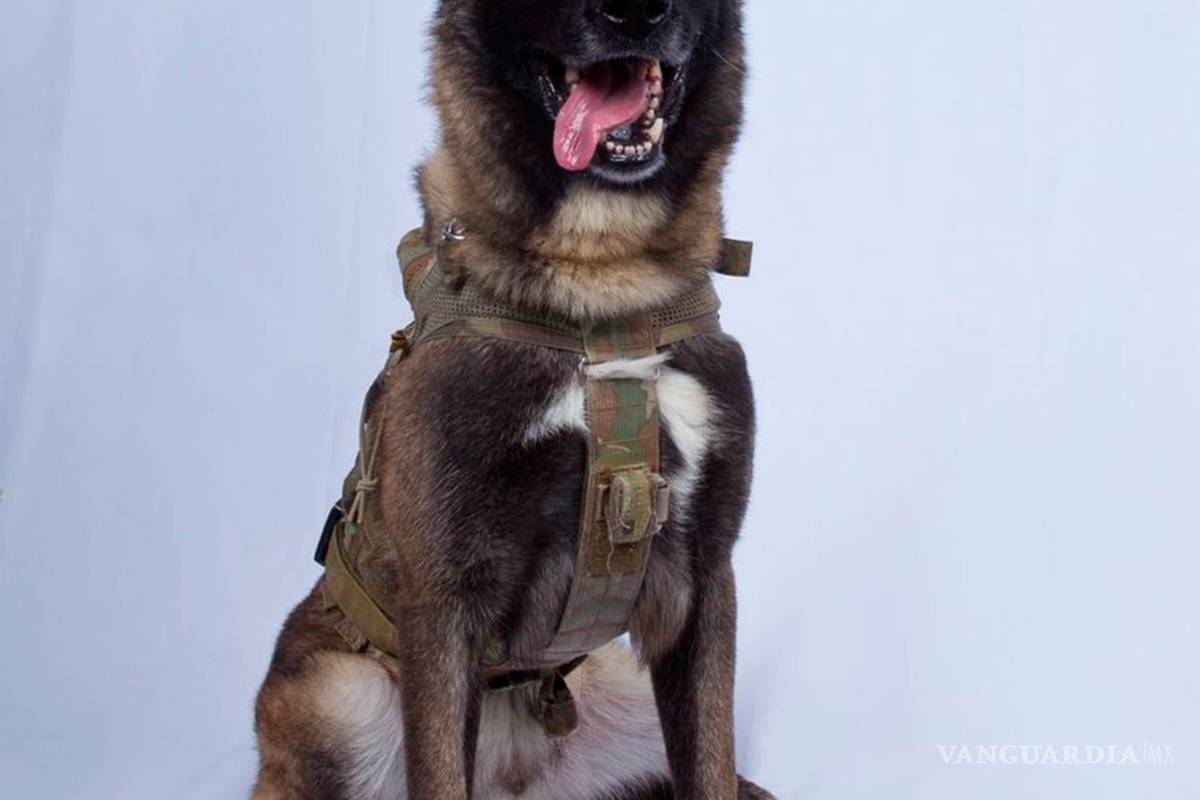 Trump le abre las puertas de la Casa Blanca a Conan, el perro que acabó con Al Bagdadi