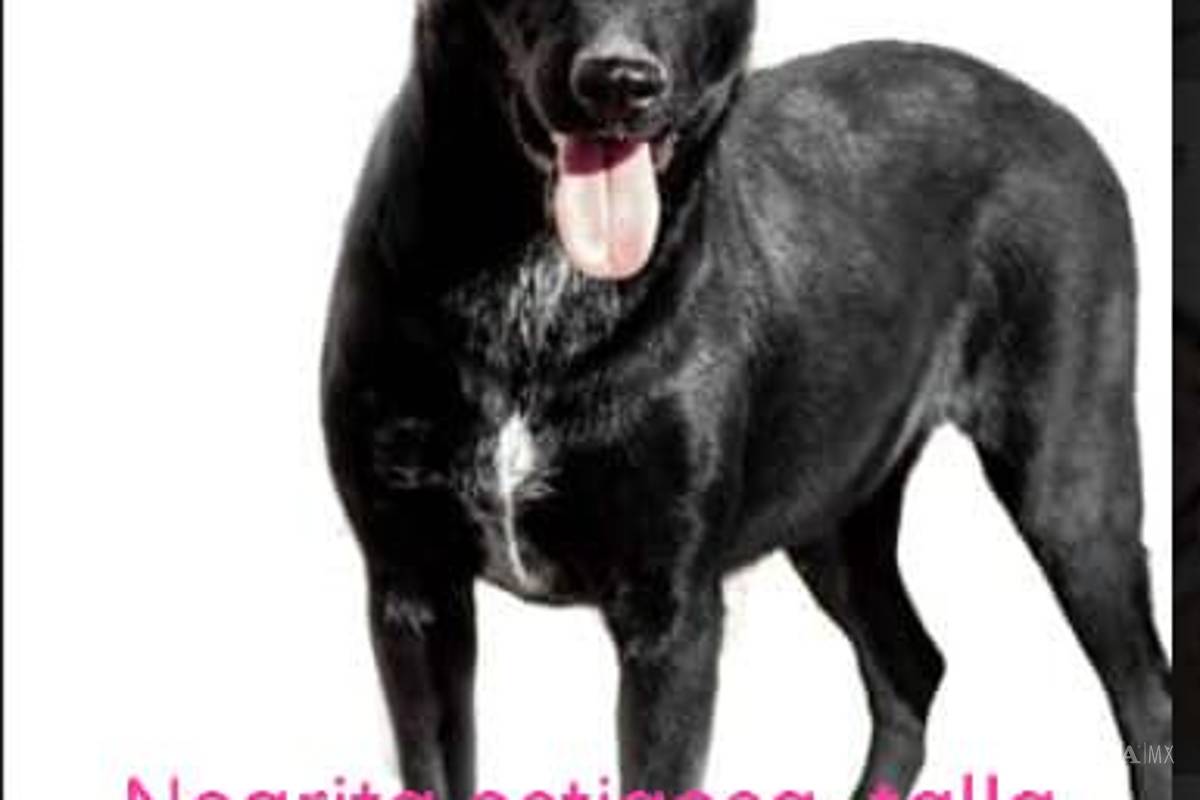 Saltillo: ¿has visto estos perritos? Asaltan a Fundación Lomitos al Rescate y varios se perdieron